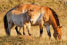 Khulan faces growing threats